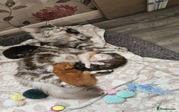 Maine Coon cats for sale: Ready Now! Smoke dark tortoishell Girl  - Image 26