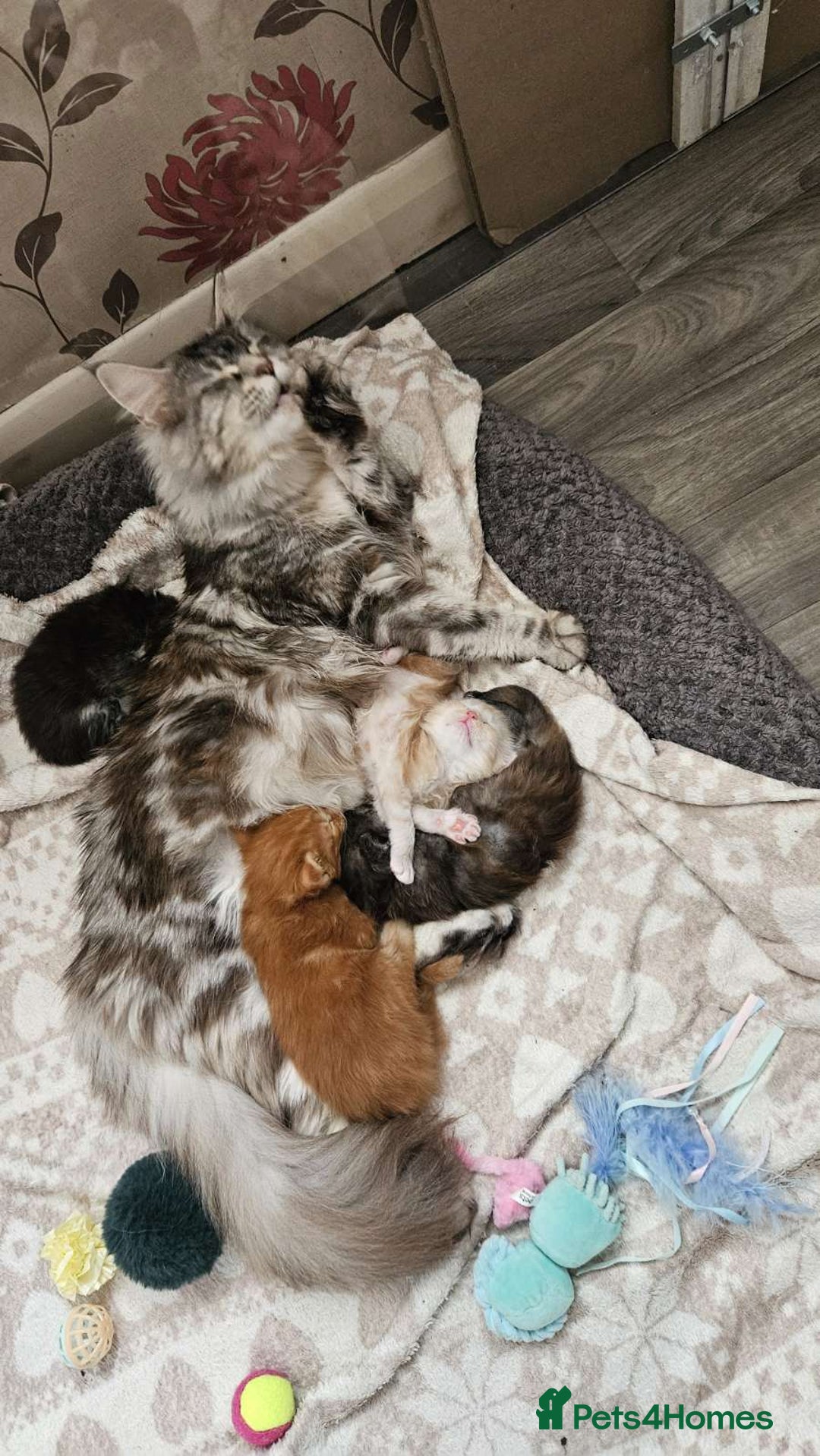 Maine Coon cats for sale: Ready Now! Smoke dark tortoishell Girl  - Image 26