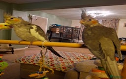 Cockatiels birds for sale: Cockateil 2 male babies  - Image 1