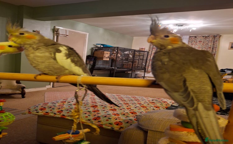 Cockatiels birds - Advert 12