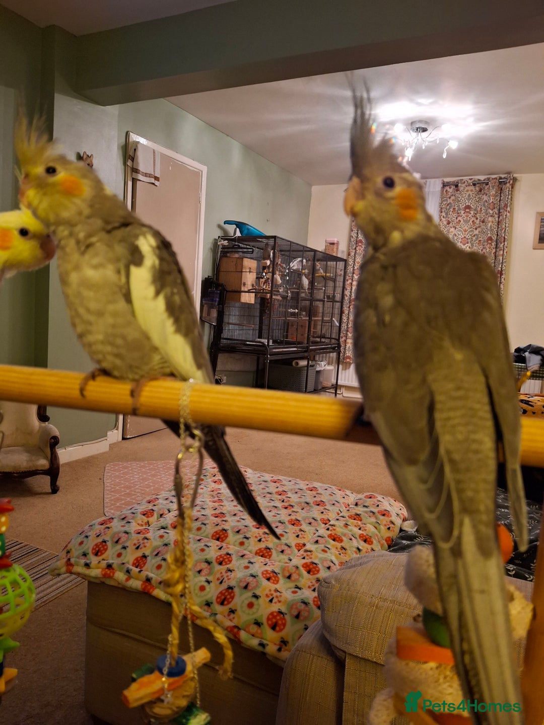 Cockatiels birds for sale: Cockateil 2 male babies  - Image 1