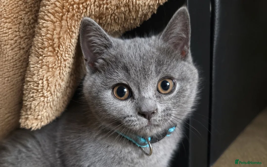Mixed Breed cats for sale: Kitten  🐱  - Advert 2