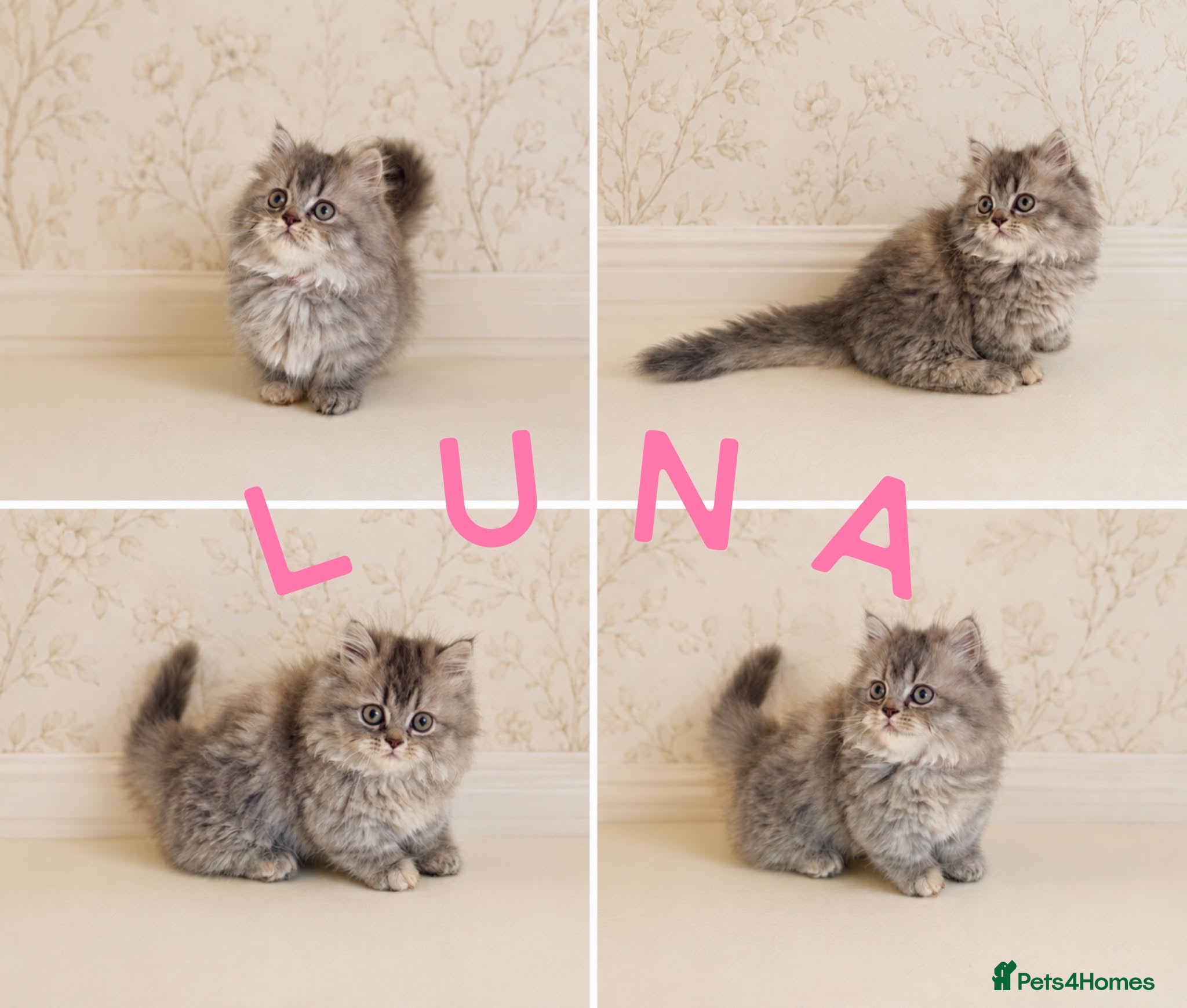 Persian cats Rare DWARF LEG PERSIANS - Persian Munchkin Minuets - Advert 2