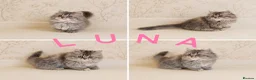 Persian cats for sale: 2 LEFT Rare PERSIAN Munchkin Minuet Kittens  - Advert 4