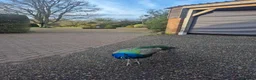 Peafowl poultry for sale: Beautiful Male Peacock For Sale - 2 1/5 years old - Advert 7