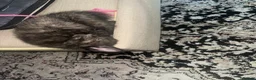 Mixed Breed cats for sale: Female kittens for sale  - Advert 11