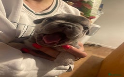 French Bulldog dogs for sale: French bulldogs - Image 8