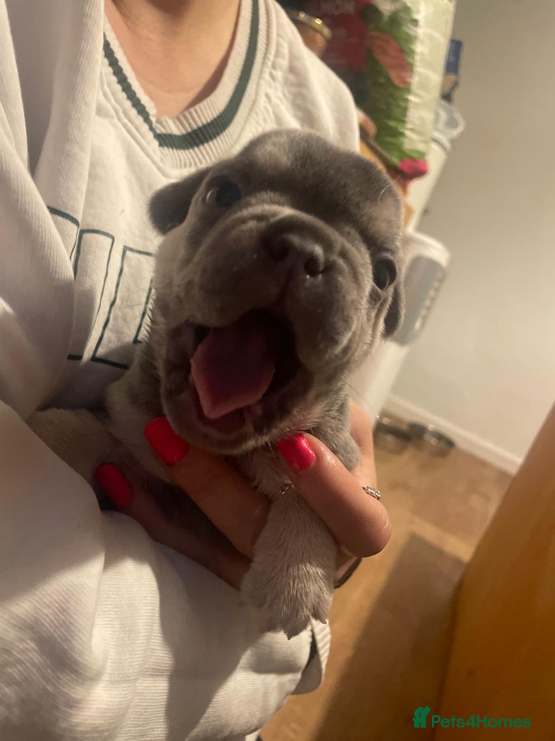 French Bulldog dogs for sale: French bulldogs - Image 8