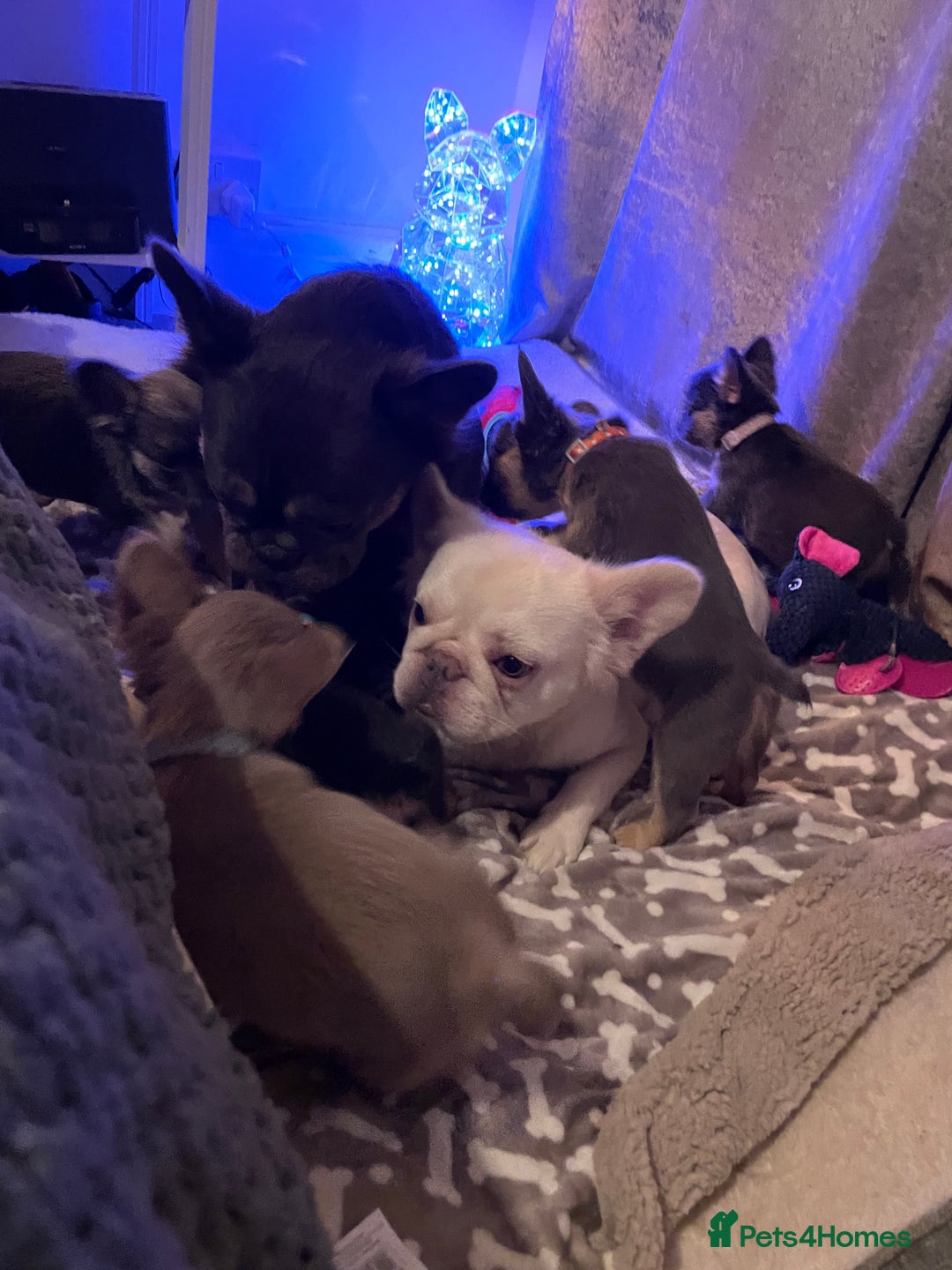 French Bulldog dogs for sale: Visual Fluffy Compact French Bulldogs 🩷🐶🐾 - Advert 29