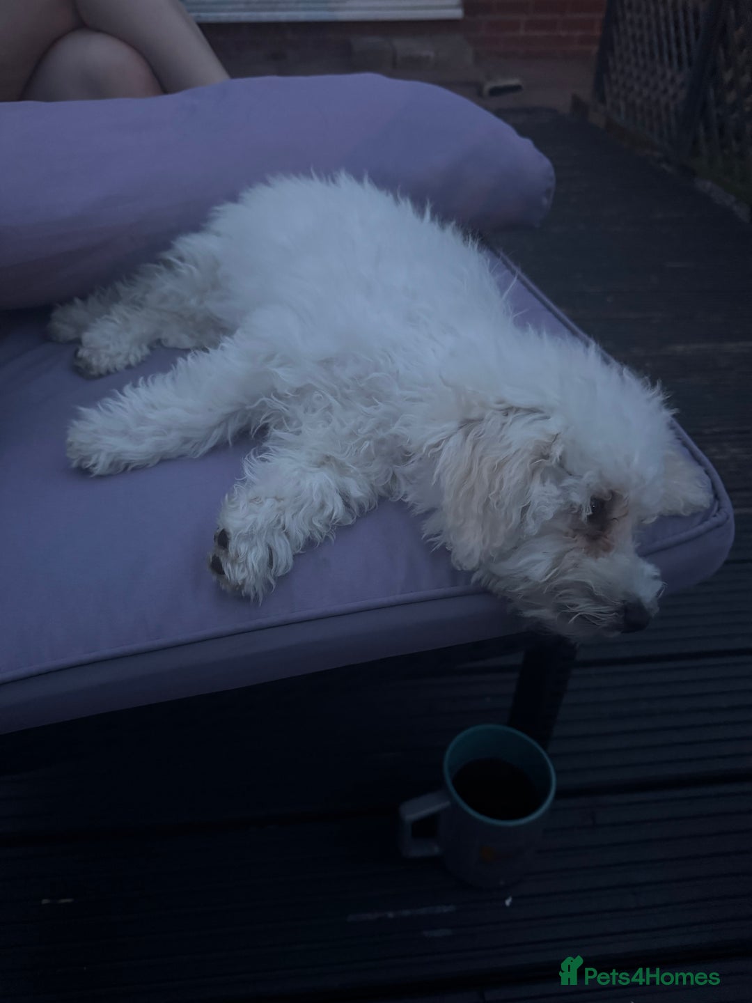 Bichon Frise dogs for sale: 2 bichons for sale  - Advert 5