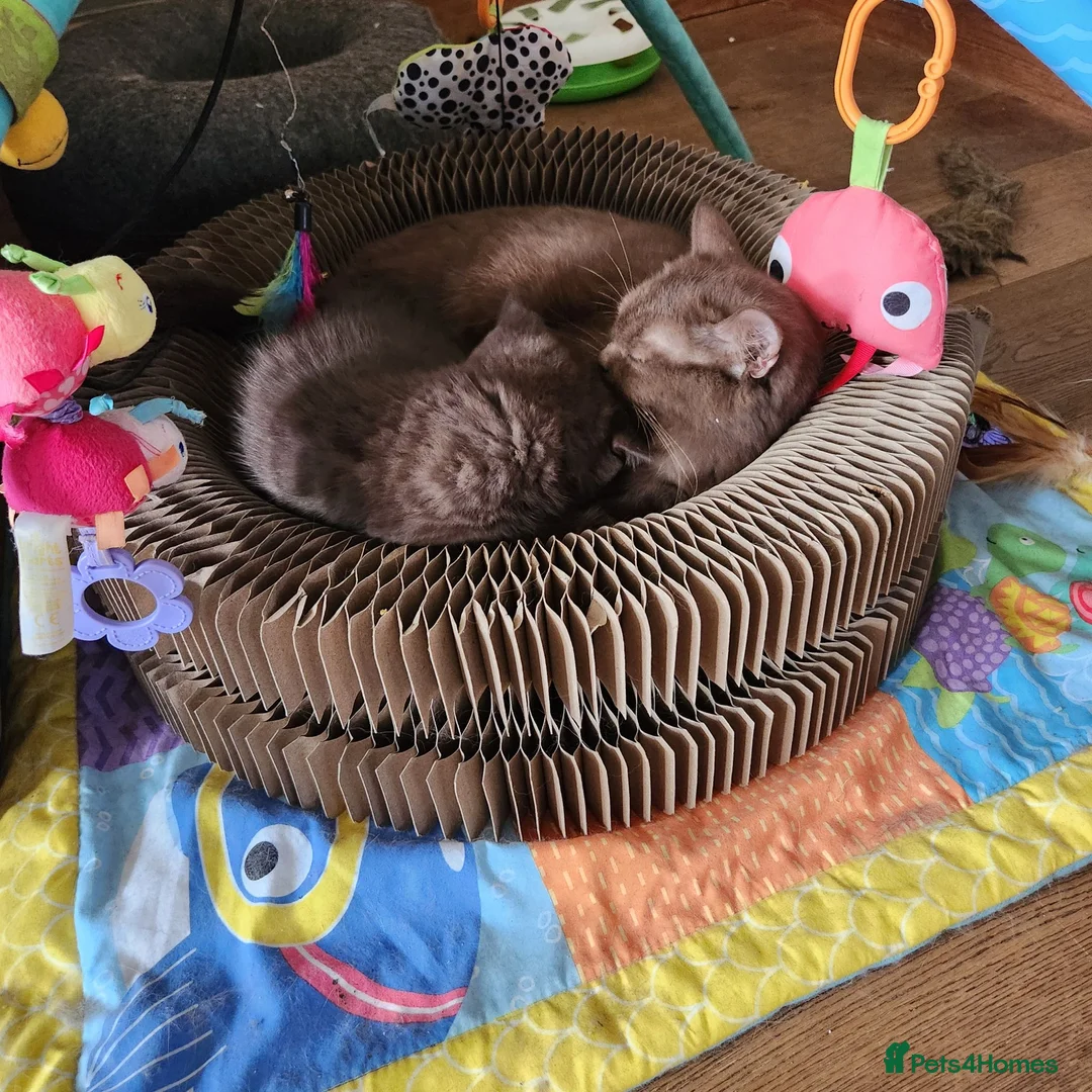 British Shorthair cats for sale: Gorgeous chunky chocolate boy  - Advert 6