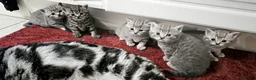 British Shorthair cats for sale: Beautiful Silver british shorthair kittens  in Manchester - Advert 1