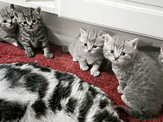 British Shorthair cats Beautiful Silver british shorthair kittens - Advert 1