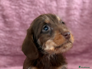 Dachshund dogs Kc miniature wire hair dachshunds - Advert 5