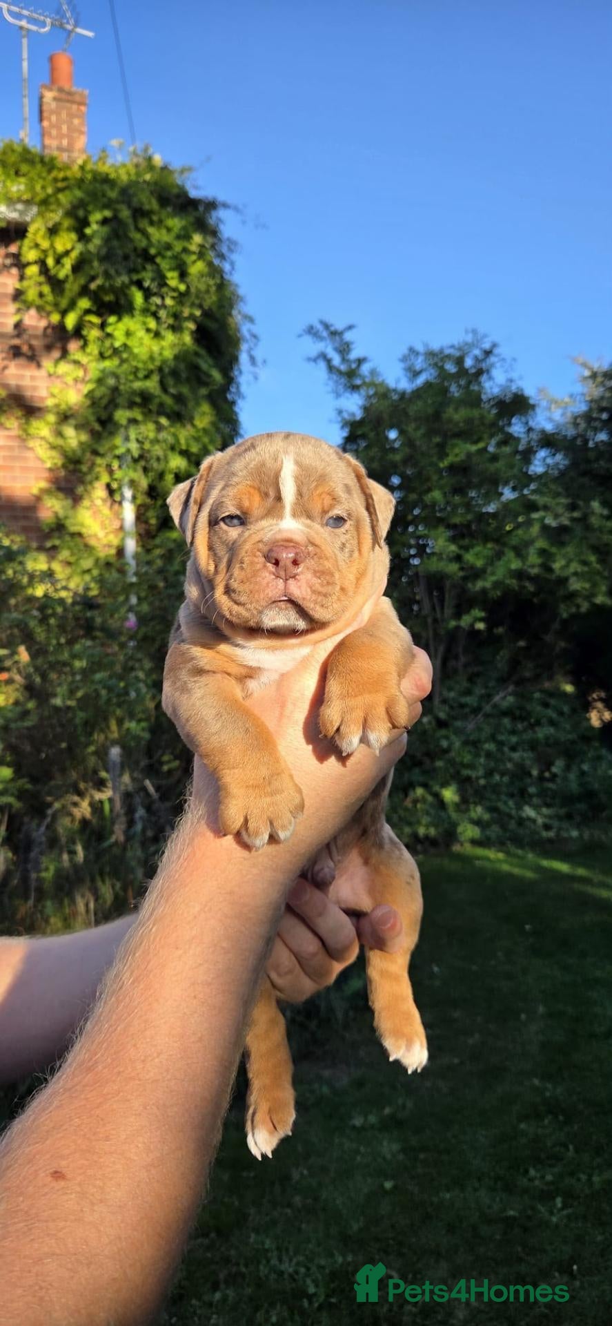 Olde English Bulldogge dogs RAINBOW OLD ENGLISH LITTER! - Advert 11