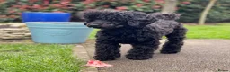 Toy Poodle dogs for sale: Black toy poodle in Manchester - Advert 36