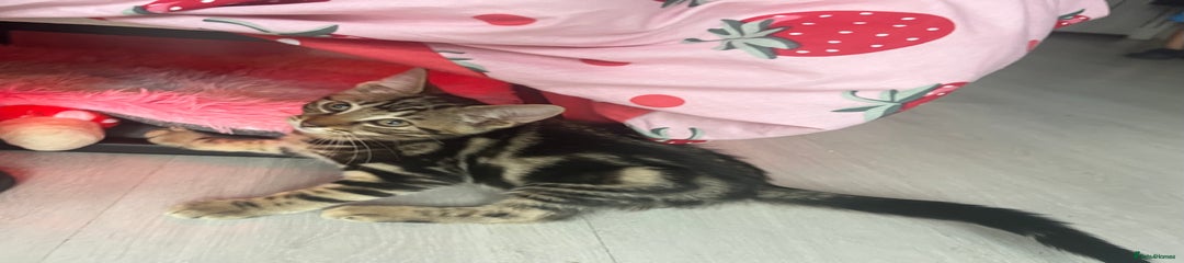 Bengal Kitten 3
