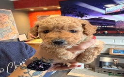 Labradoodle dogs for sale: Miniature labradoodle  - Image 6