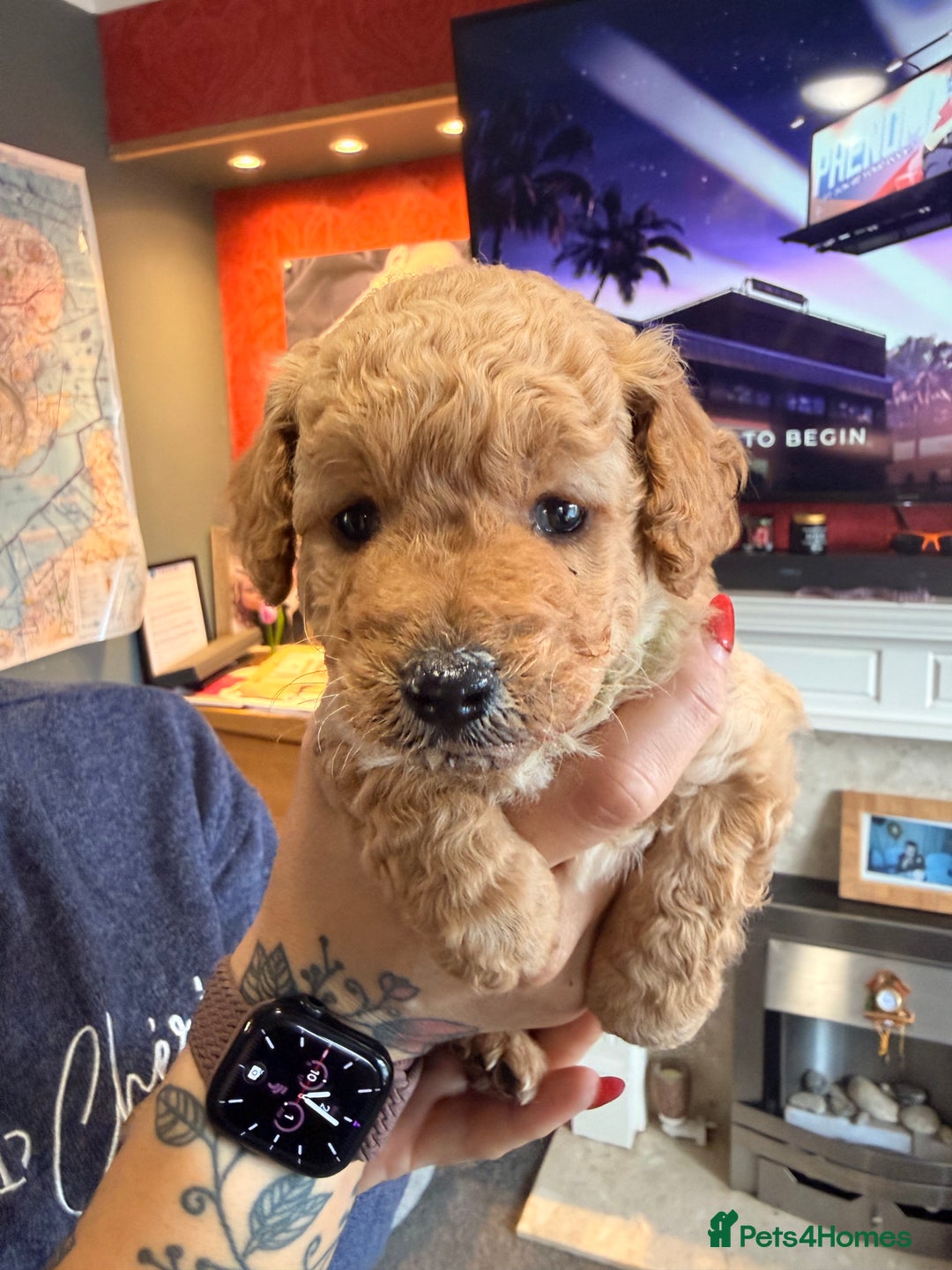 Labradoodle dogs for sale: Miniature labradoodle  - Image 6