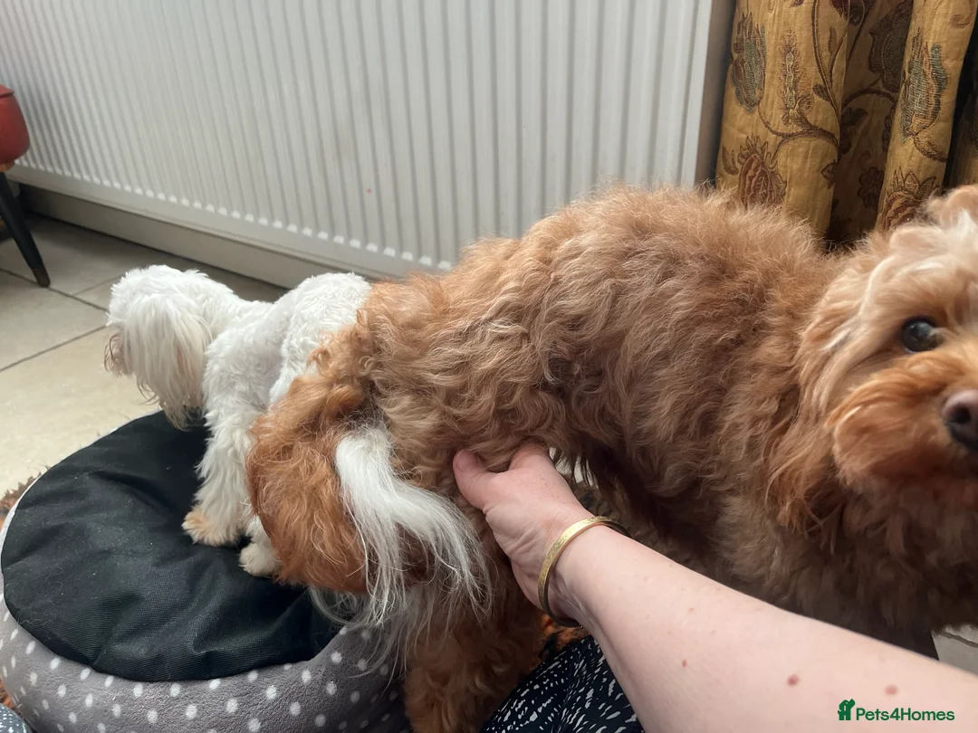 Maltese dogs for stud: KCReg Tiny Korean Bred/ Doll Faced/ At Stud - Advert 5