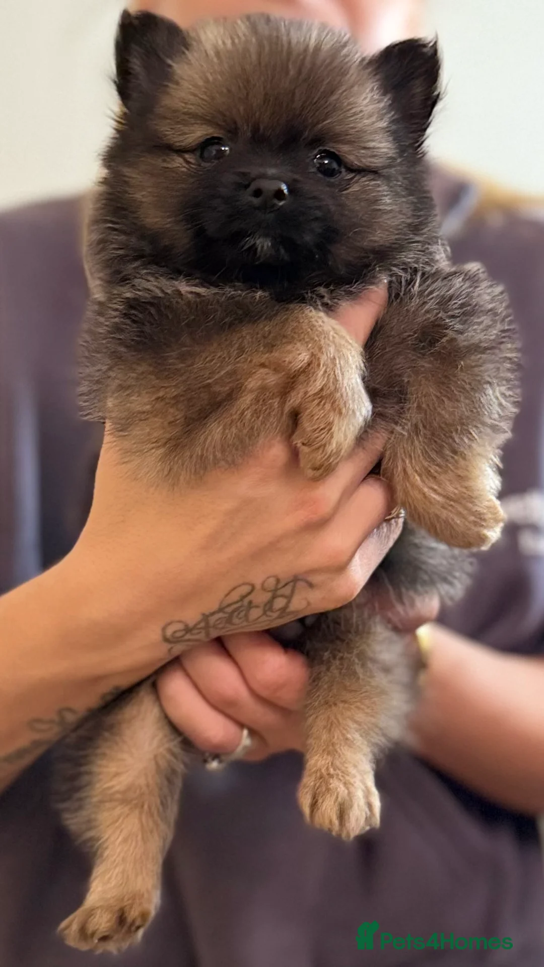Pomeranian dogs for sale: 🐾 100% Pomeranian Puppies 🐾 - Advert 25