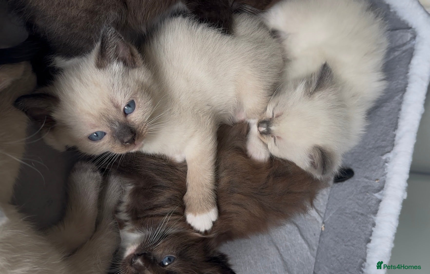 Ragamese cats GEORGEOUS SHORTHAIR SIAMESE AND LONGHAIR RAGDOLLS - Advert 1