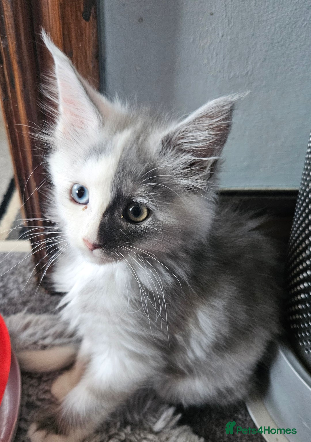Maine Coon cats for sale: 💖READY NOW💖health tested 💖pure pedigree - Image 20
