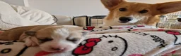 Welsh Corgi Pembroke dogs for stud: KC Registered Pembroke Corgi for Stud bobtail - Advert 6