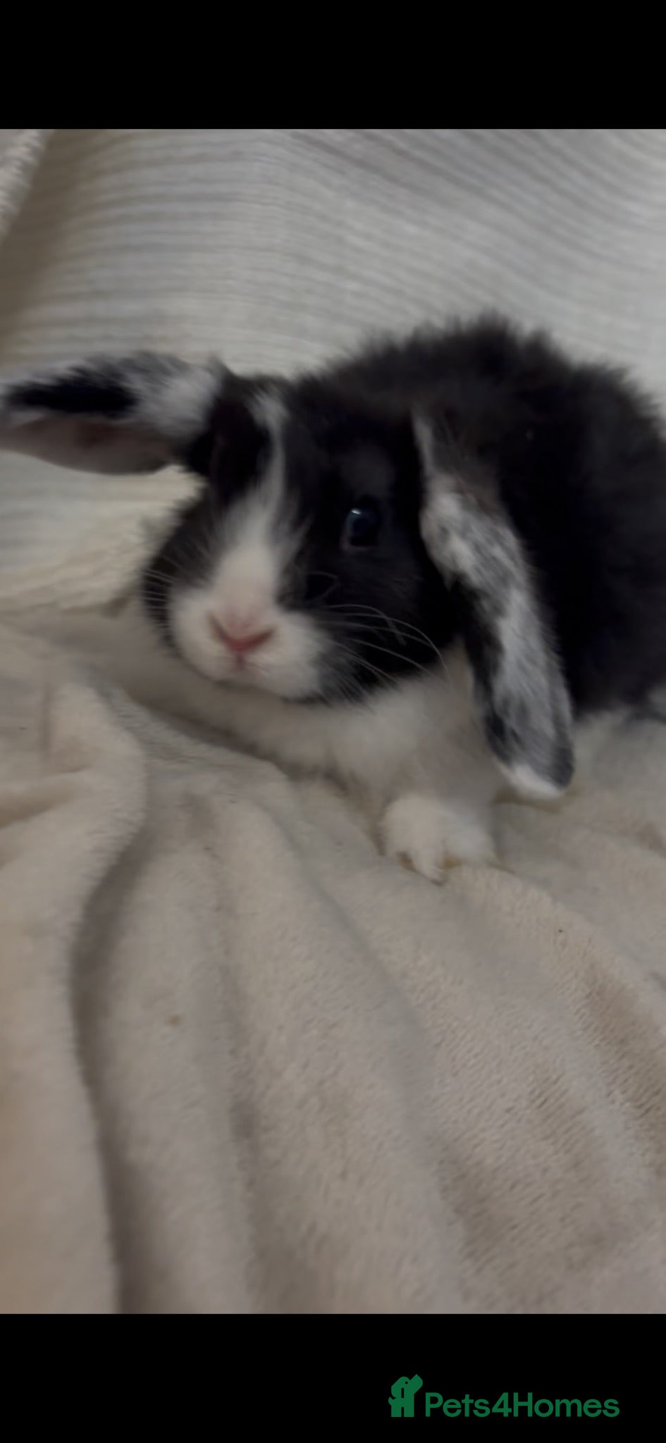Mini Lion Lop rabbits Beautiful mini lion lop baby bunny rabbits  - Advert 1