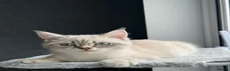 Scottish Fold cats for sale: Beautiful Scottish Straight Kitten - Advert 3
