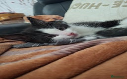 Mixed Breed cats for sale: Coondoll X BSH kittens *last 2* - Image 3