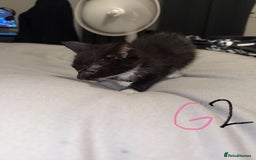 Mixed Breed cats for sale: 5x kittens looking for forever homes  - Image 6