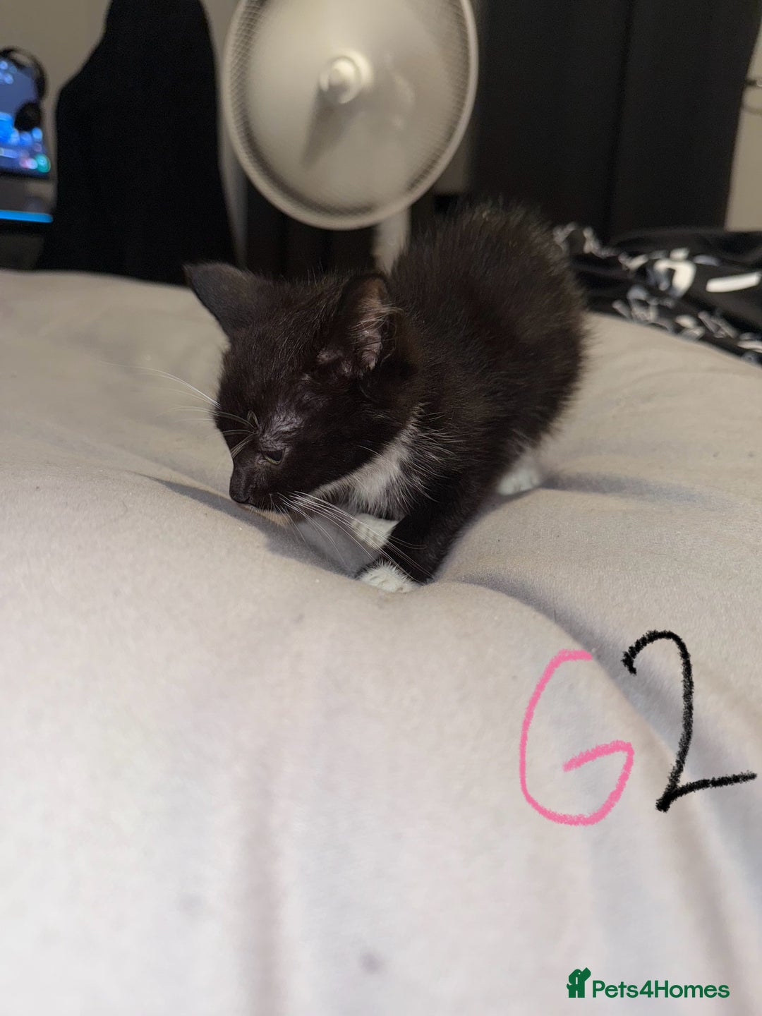 Mixed Breed cats for sale: 5x kittens looking for forever homes  - Image 6