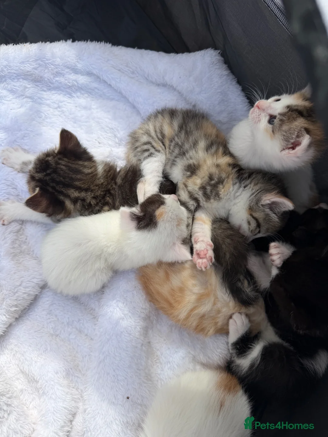 Sphynx cats for sale: Sphynx kittens. in Royston - Advert 2