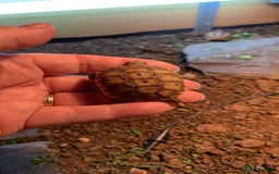 Tortoise reptiles for sale: The old fashioned garden tortoise - Image 1
