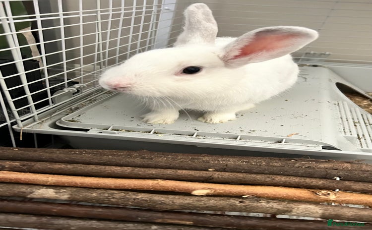 Rex rabbits - Advert 1