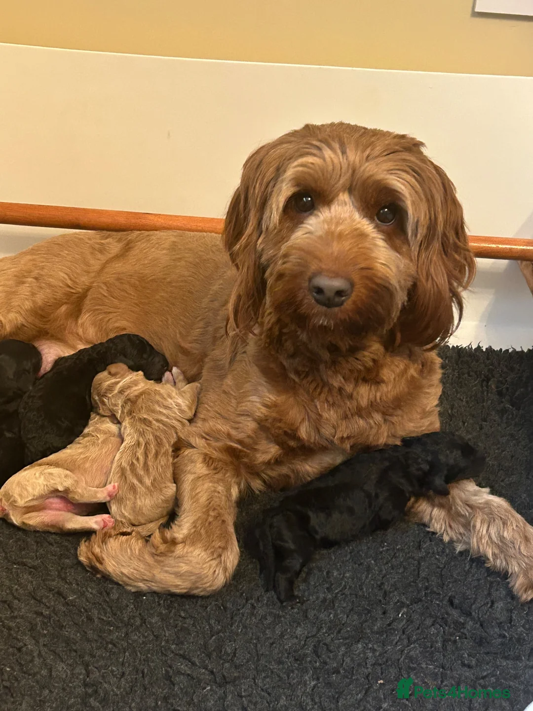 Australian Labradoodle dogs for sale: Beautiful Female Australian Labradoodle  - Advert 4