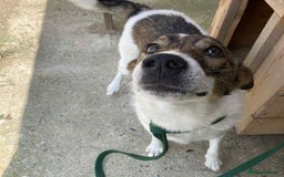 Mixed Breed dogs for adoption: Eddie - Norwich Norfolk  - Image 1