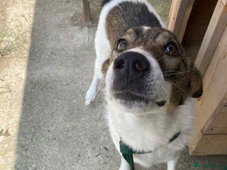 Mixed Breed dogs Eddie - Norwich Norfolk - Advert 20