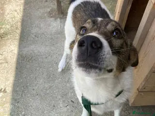 Mixed Breed dogs Eddie - Norwich Norfolk - Advert 24