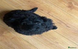 Cockapoo dogs for sale: Loving 5 month old Black Cockapoo Puppy - Image 1