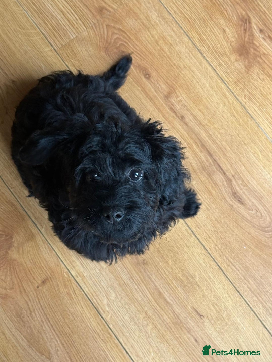 Cockapoo dogs for sale: Loving 5 month old Black Cockapoo Puppy - Image 1
