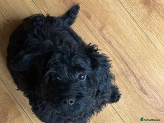 Cockapoo dogs - Advert 6