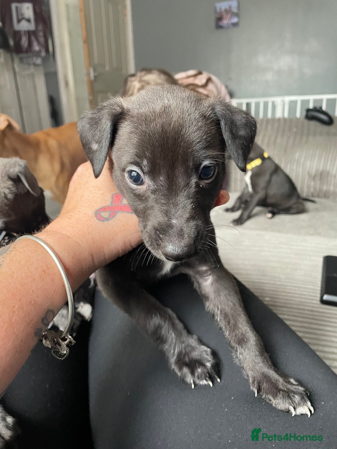 Mixed Breed dogs for sale: Apricot lurcher/kc blue whippet - Image 5