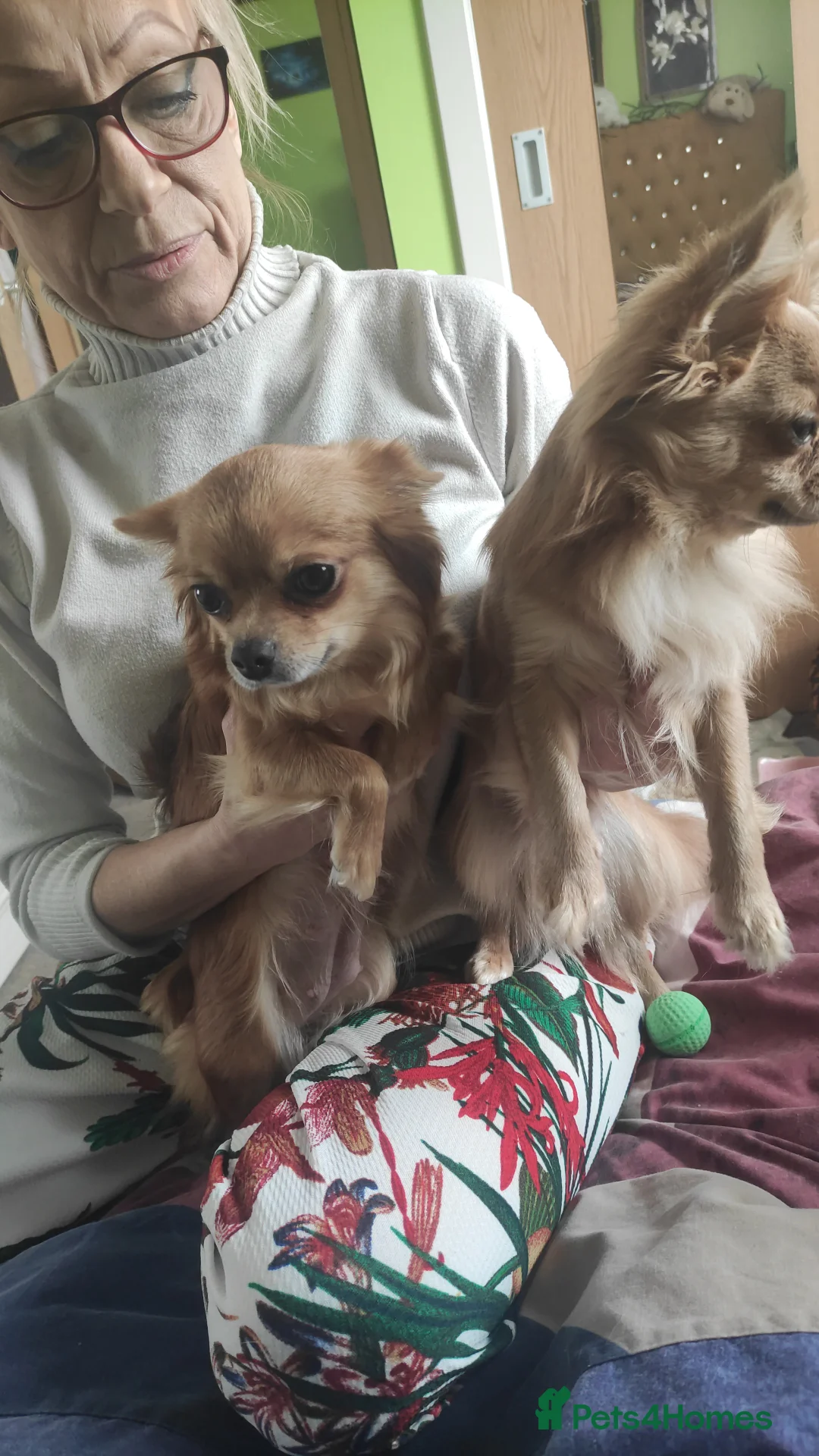 Chihuahua dogs for sale: Chihuahua in Glasgow - Advert 1