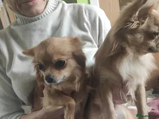 Chihuahua dogs Chihuahua - Advert 1