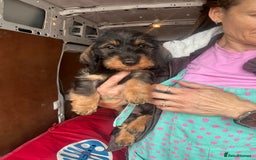 Dachshund dogs for sale: Two boys left! Beautiful standard pups - Image 3