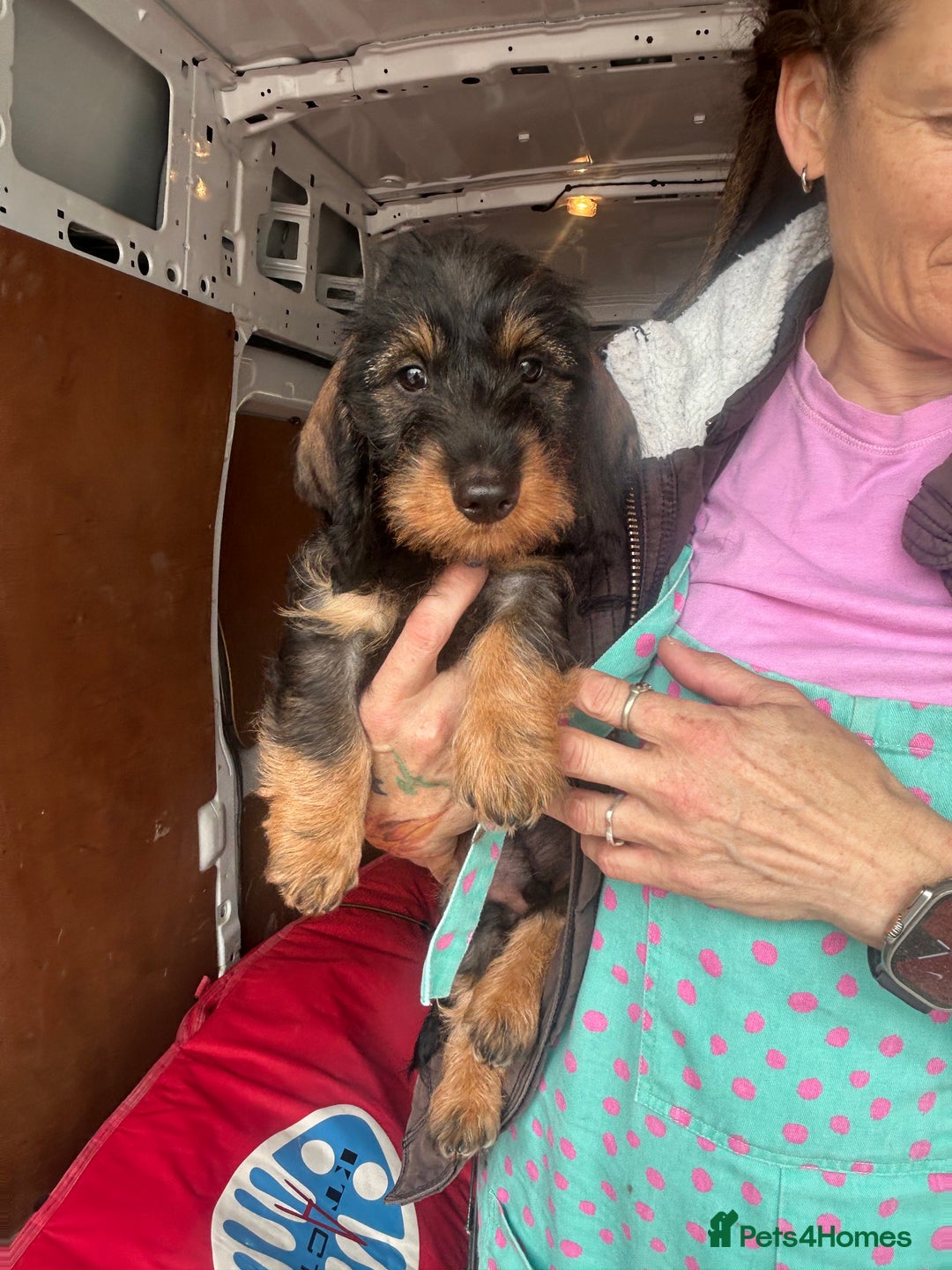 Dachshund dogs for sale: Two boys left! Beautiful standard pups - Image 3