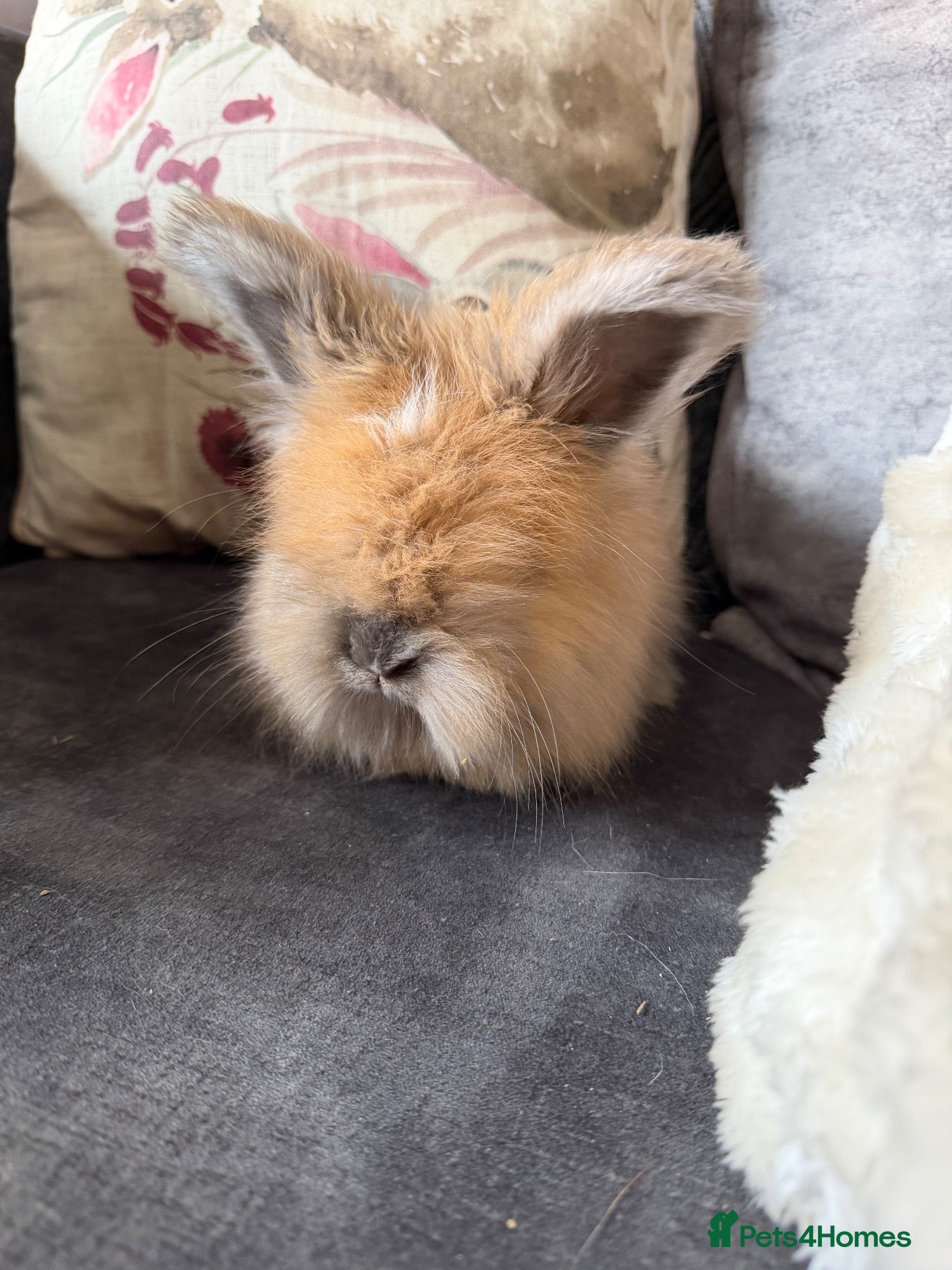 Angora rabbits Angora collection Ready - Advert 2