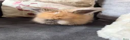 Angora rabbits for sale: Angora collection Ready - Advert 2